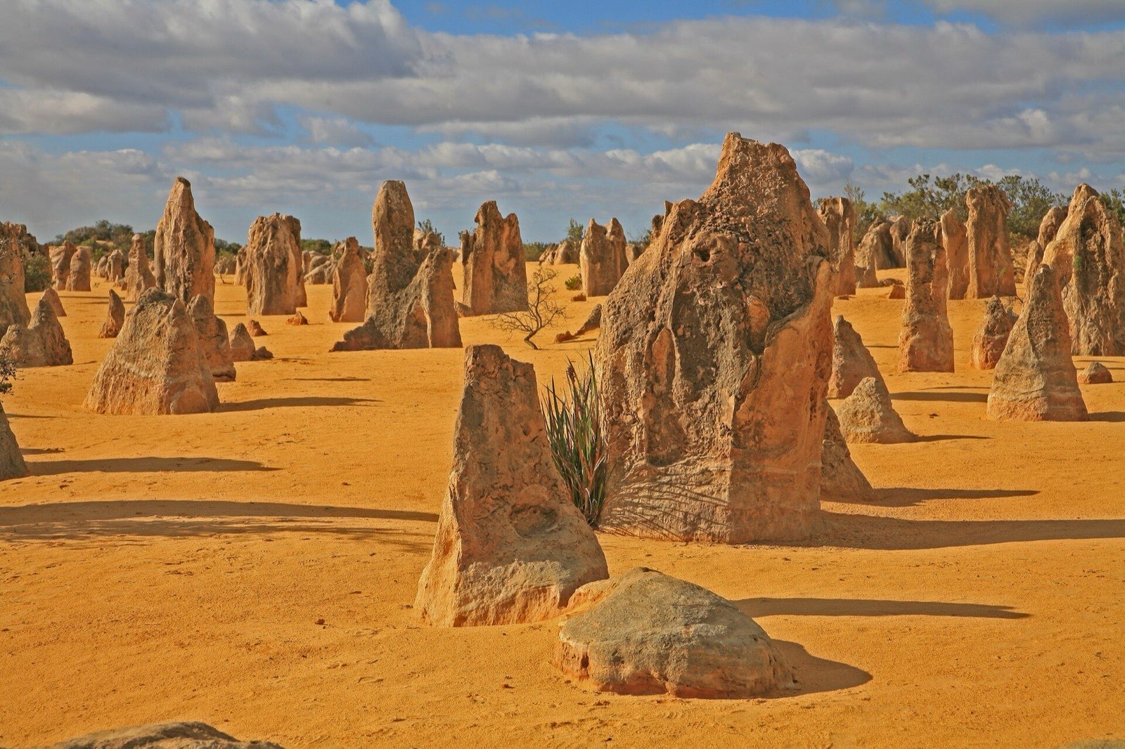 Pillars of Tamala Limestone, Nambung National Park.